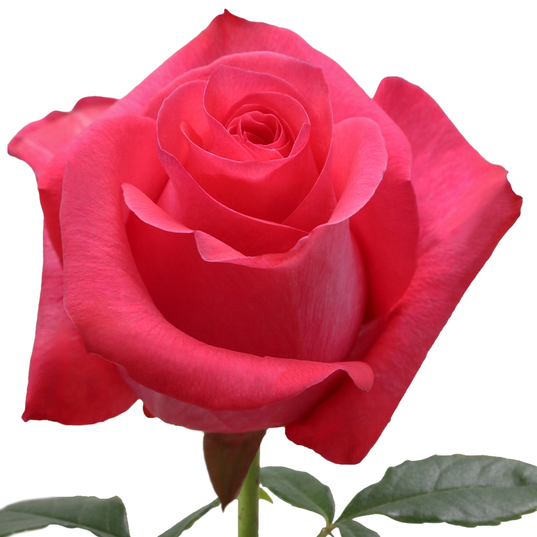 Pink Love