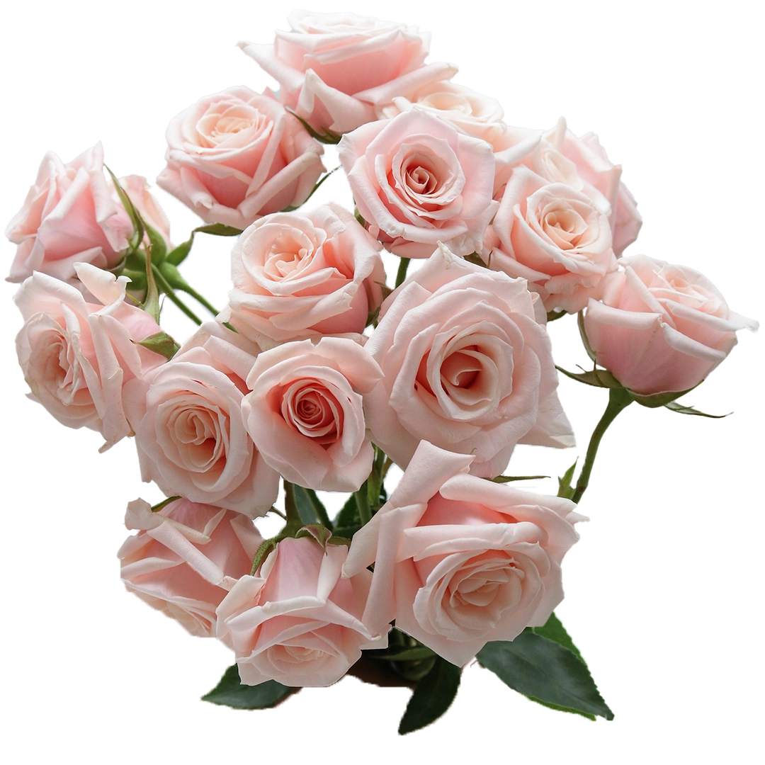 Pink Majolica