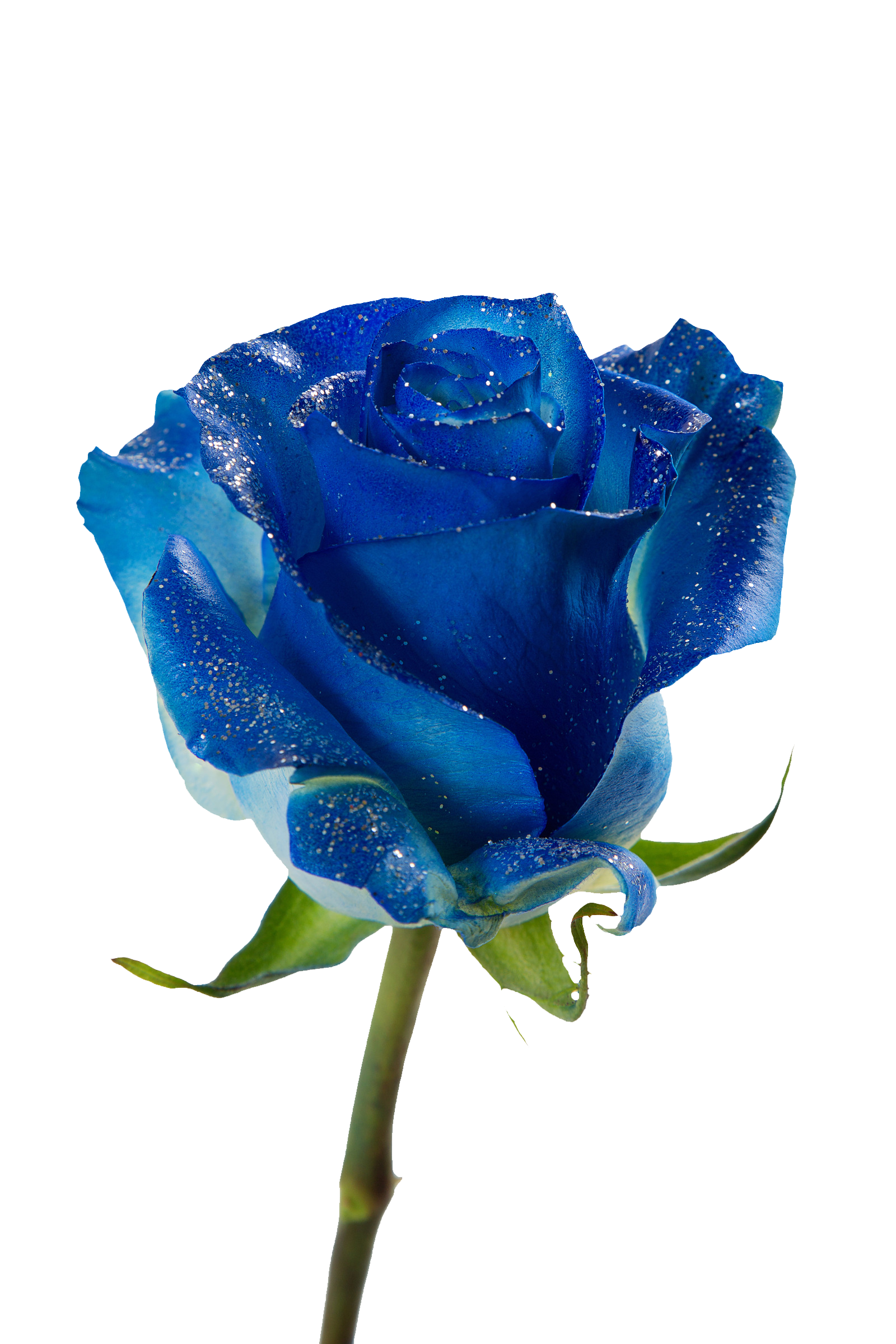 Tinted Shiny Blue