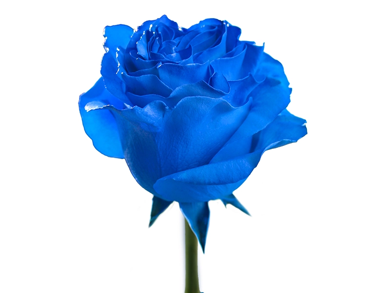 Tinted Blue 